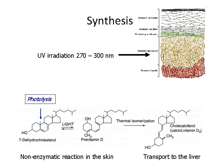 Synthesis UV irradiation 270 – 300 nm Photolysis Non-enzymatic reaction in the skin Transport Synthesis UV irradiation 270 – 300 nm Photolysis Non-enzymatic reaction in the skin Transport