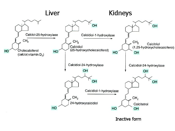 Liver Kidneys Inactive form Liver Kidneys Inactive form