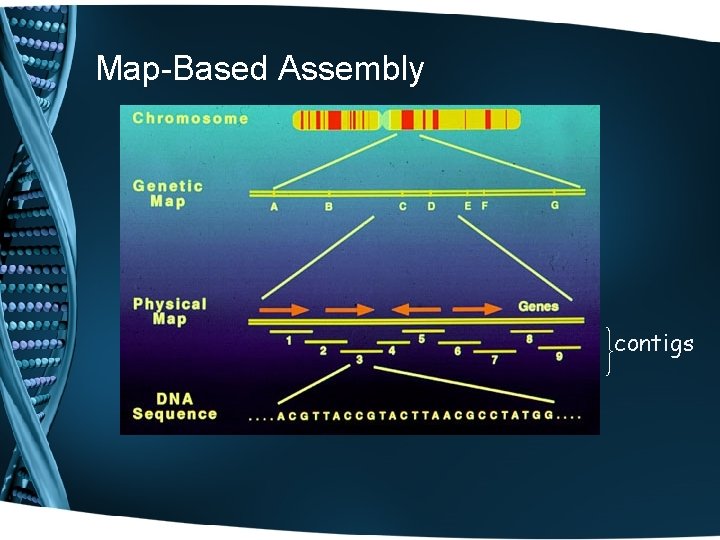 Map-Based Assembly contigs 