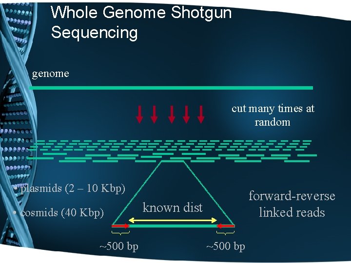 Whole Genome Shotgun Sequencing genome cut many times at random • plasmids (2 –