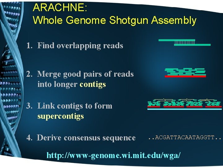 ARACHNE: Whole Genome Shotgun Assembly 1. Find overlapping reads 2. Merge good pairs of