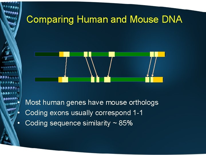 Comparing Human and Mouse DNA • Most human genes have mouse orthologs • Coding
