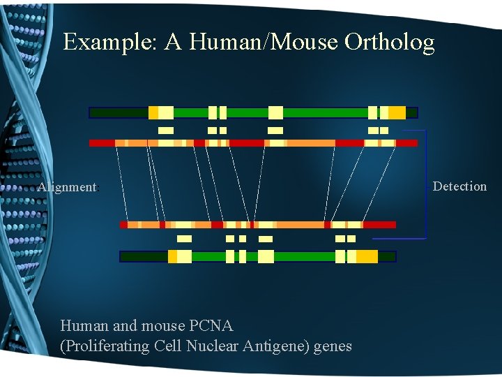 Example: A Human/Mouse Ortholog Alignment: Human and mouse PCNA (Proliferating Cell Nuclear Antigene) genes