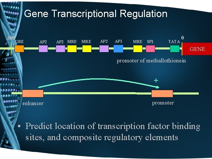 Gene Transcriptional Regulation -300 GRE AP 2 MRE AP 2 AP 1 MRE SP