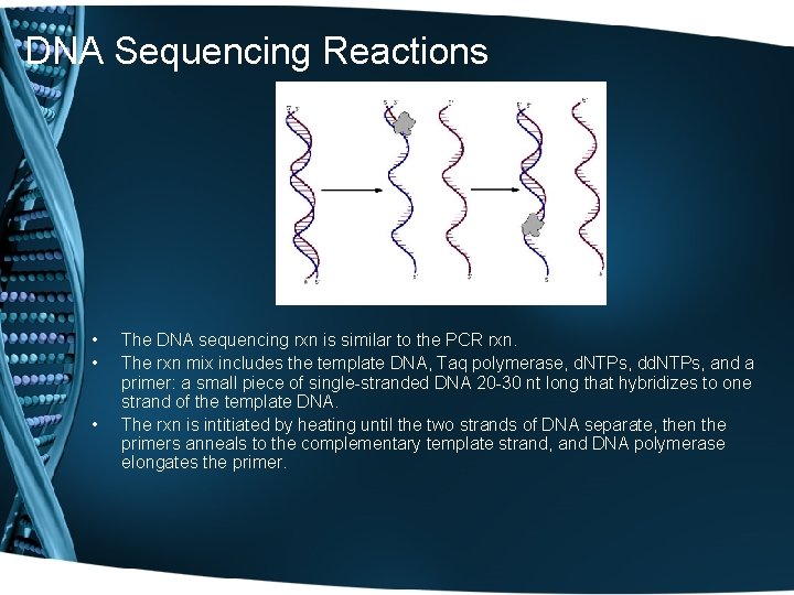 DNA Sequencing Reactions • • • The DNA sequencing rxn is similar to the