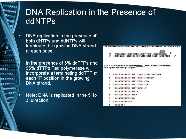 DNA Replication in the Presence of dd. NTPs • DNA replication in the presence