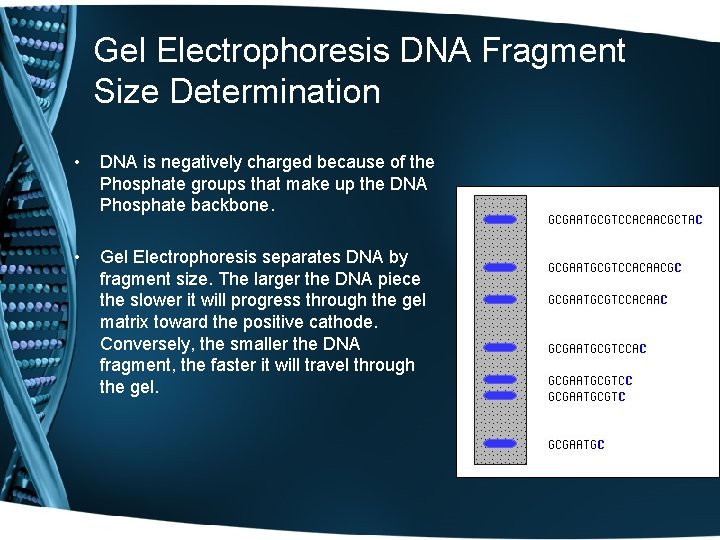 Gel Electrophoresis DNA Fragment Size Determination • DNA is negatively charged because of the
