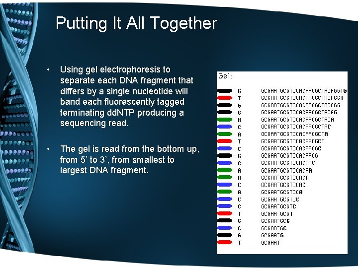 Putting It All Together • Using gel electrophoresis to separate each DNA fragment that