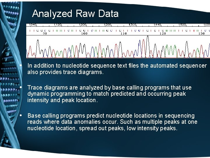 Analyzed Raw Data • In addition to nucleotide sequence text files the automated sequencer