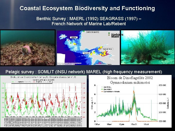 Coastal Ecosystem Biodiversity and Functioning Benthic Survey : MAERL (1992) SEAGRASS (1997) – French