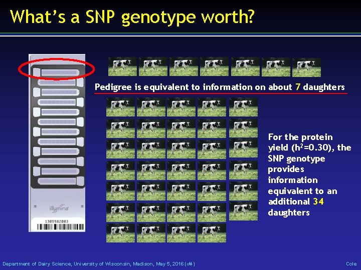 What’s a SNP genotype worth? Pedigree is equivalent to information on about 7 daughters