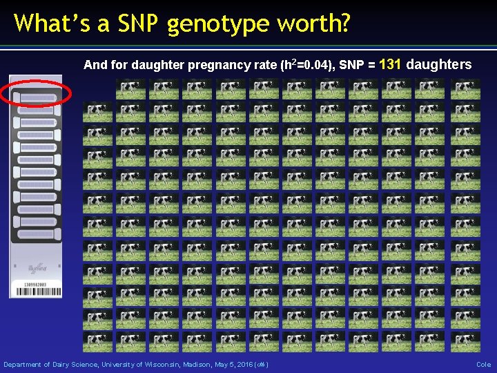 What’s a SNP genotype worth? And for daughter pregnancy rate (h 2=0. 04), SNP