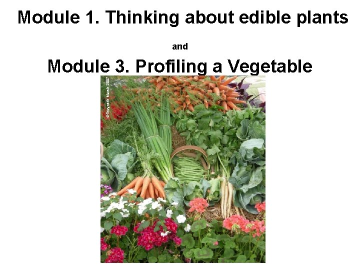 Module 1. Thinking about edible plants and ©Gwyneth Marsh 2007 Module 3. Profiling a