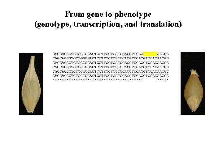 From gene to phenotype (genotype, transcription, and translation) 