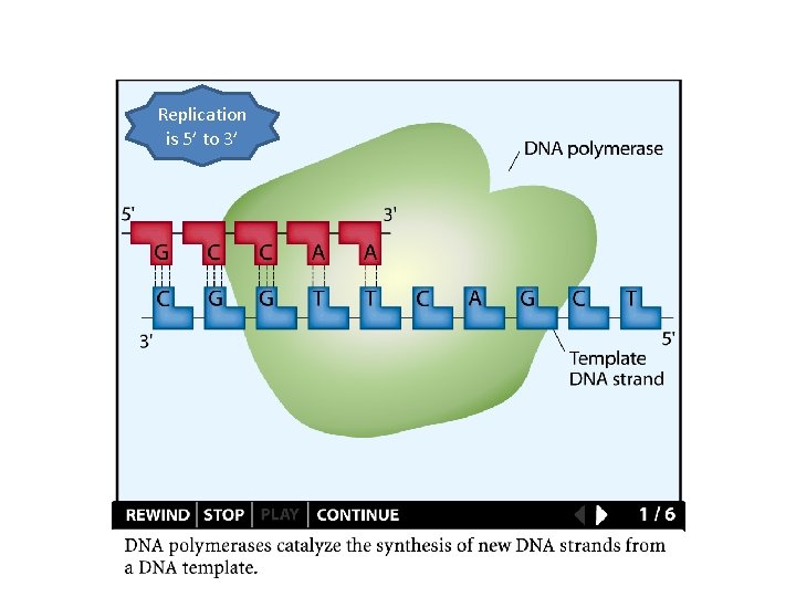 Replication is 5’ to 3’ 