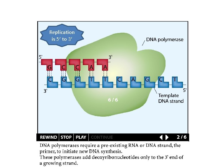 Replication is 5’ to 3’ 