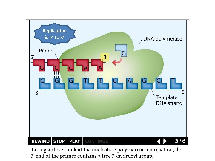 Replication is 5’ to 3’ 