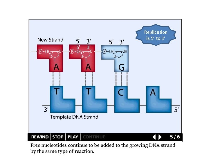 Replication is 5’ to 3’ 