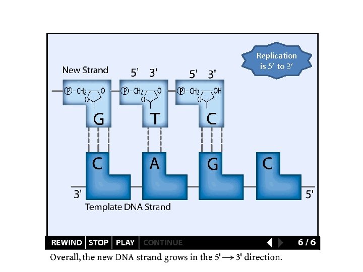 Replication is 5’ to 3’ 