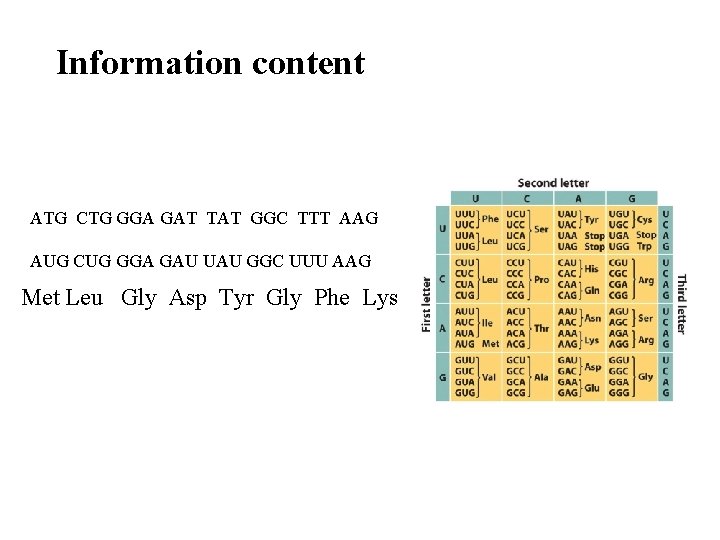 Information content ATG CTG GGA GAT TAT GGC TTT AAG AUG CUG GGA GAU