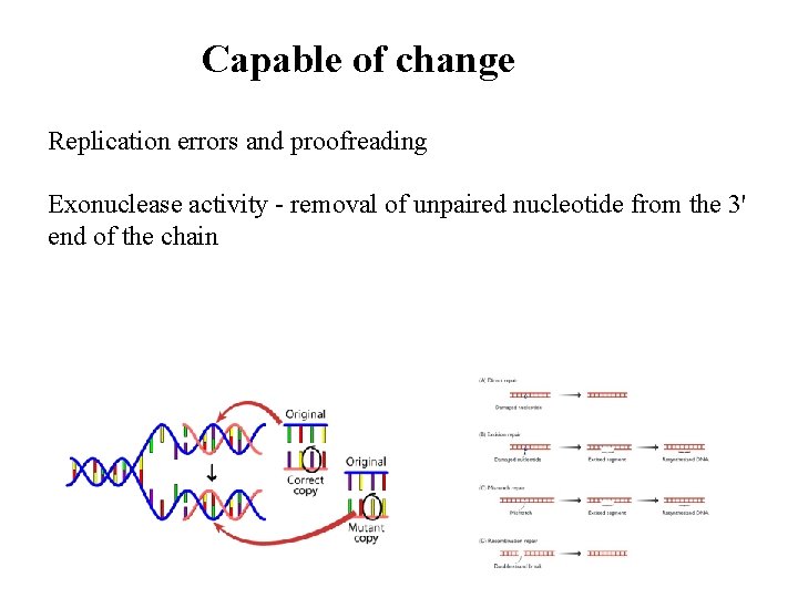 Capable of change Replication errors and proofreading Exonuclease activity - removal of unpaired nucleotide