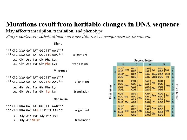 Mutations result from heritable changes in DNA sequence May affect transcription, translation, and phenotype
