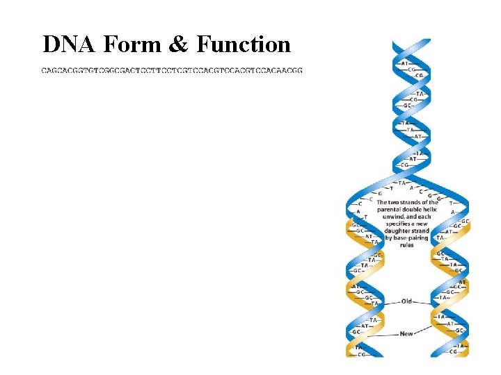 DNA Form & Function 