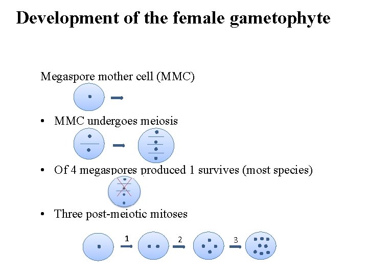 Development of the female gametophyte Megaspore mother cell (MMC) • MMC undergoes meiosis •
