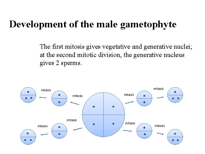 Development of the male gametophyte The first mitosis gives vegetative and generative nuclei; at