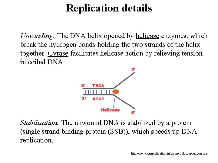 Replication details Unwinding: The DNA helix opened by helicase enzymes, which break the hydrogen