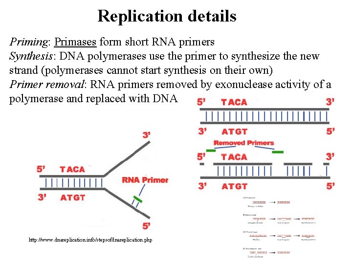 Replication details Priming: Primases form short RNA primers Synthesis: DNA polymerases use the primer