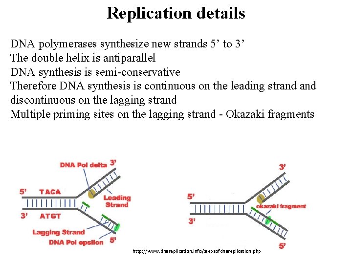 Replication details DNA polymerases synthesize new strands 5’ to 3’ The double helix is