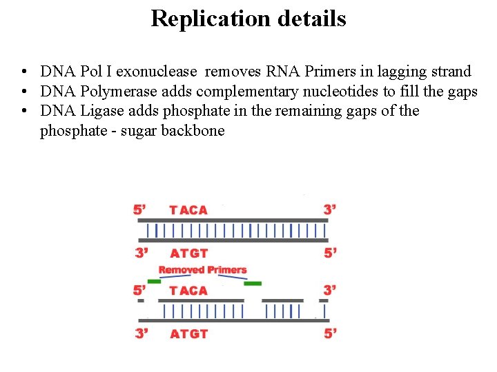 Replication details • DNA Pol I exonuclease removes RNA Primers in lagging strand •