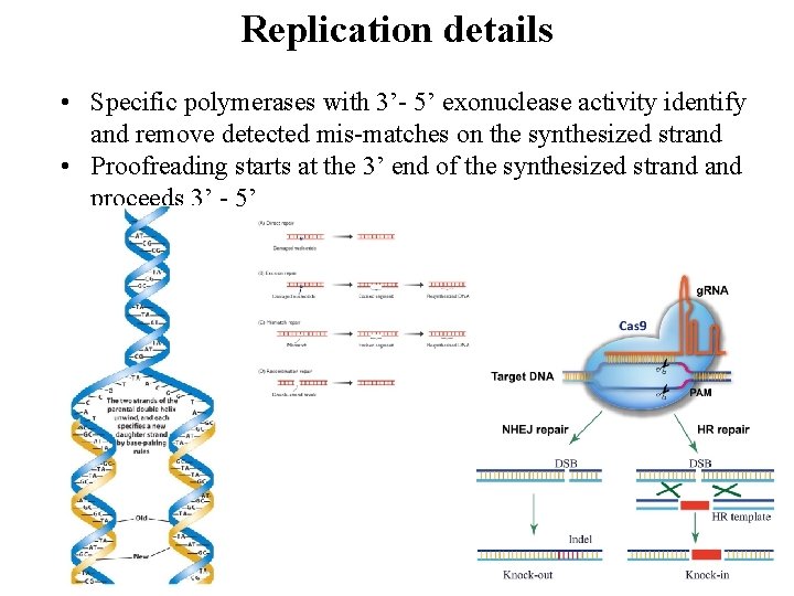Replication details • Specific polymerases with 3’- 5’ exonuclease activity identify and remove detected