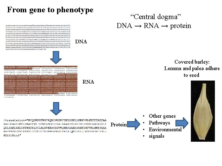 From gene to phenotype “Central dogma” DNA → RNA → protein DNA Covered barley: