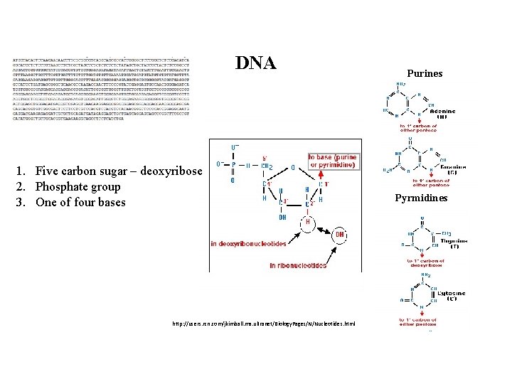 DNA 1. Five carbon sugar – deoxyribose 2. Phosphate group 3. One of four