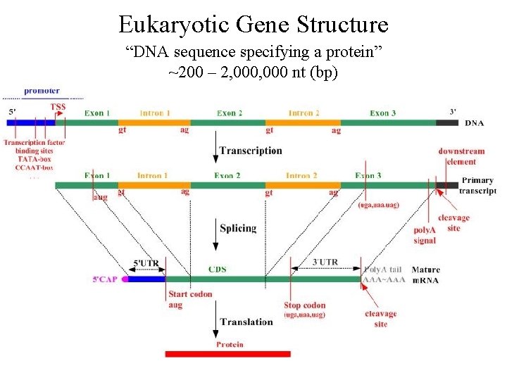 Eukaryotic Gene Structure “DNA sequence specifying a protein” ~200 – 2, 000 nt (bp)