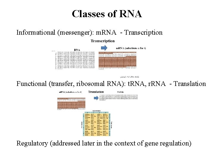 Classes of RNA Informational (messenger): m. RNA - Transcription Functional (transfer, ribosomal RNA): t.