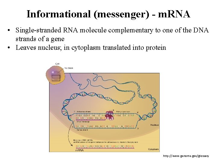 Informational (messenger) - m. RNA • Single-stranded RNA molecule complementary to one of the
