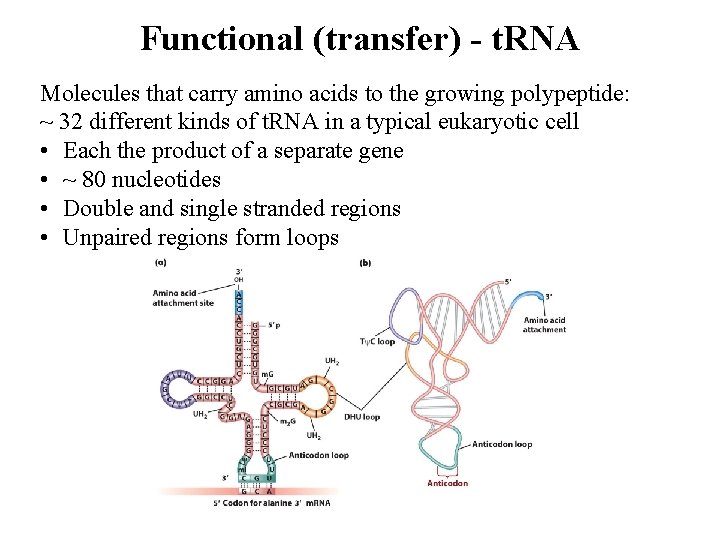 Functional (transfer) - t. RNA Molecules that carry amino acids to the growing polypeptide: