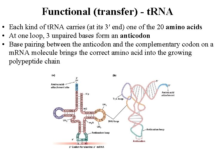 Functional (transfer) - t. RNA • Each kind of t. RNA carries (at its