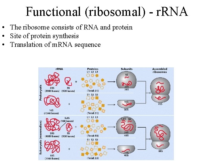 Functional (ribosomal) - r. RNA • The ribosome consists of RNA and protein •