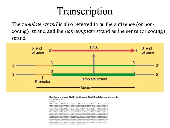 Transcription The template strand is also referred to as the antisense (or noncoding) strand