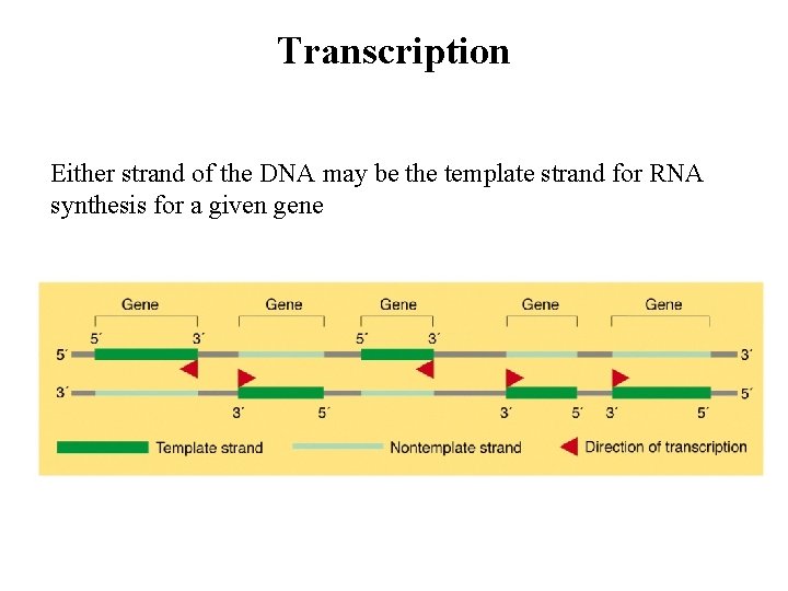 Transcription Either strand of the DNA may be the template strand for RNA synthesis