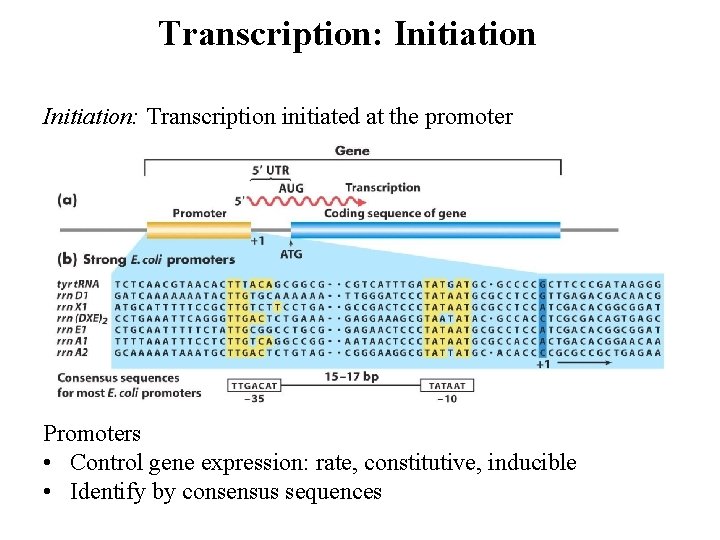 Transcription: Initiation: Transcription initiated at the promoter Promoters • Control gene expression: rate, constitutive,