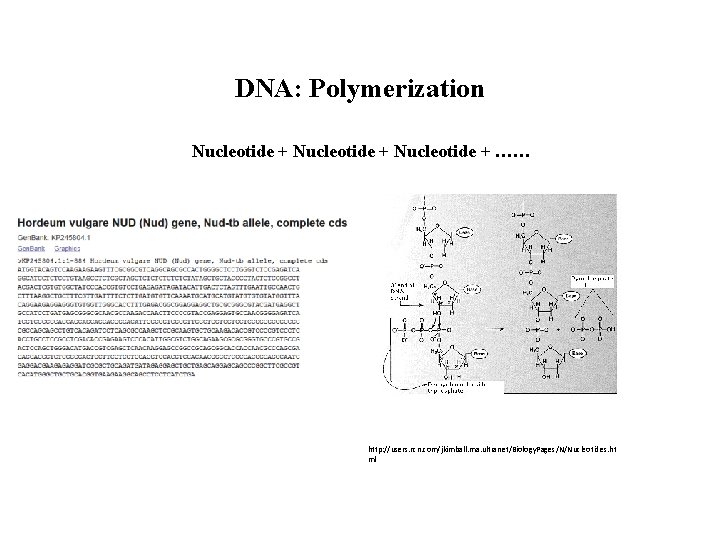 DNA: Polymerization Nucleotide + …… http: //users. rcn. com/jkimball. ma. ultranet/Biology. Pages/N/Nucleotides. ht ml