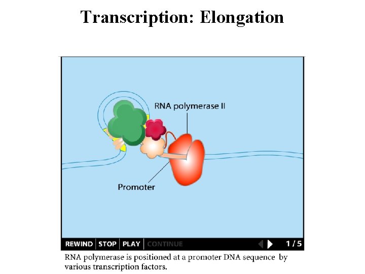 Transcription: Elongation 
