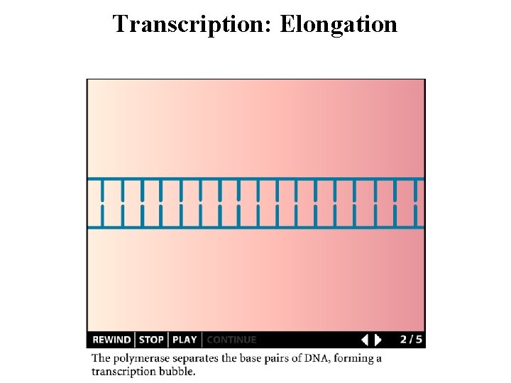 Transcription: Elongation 