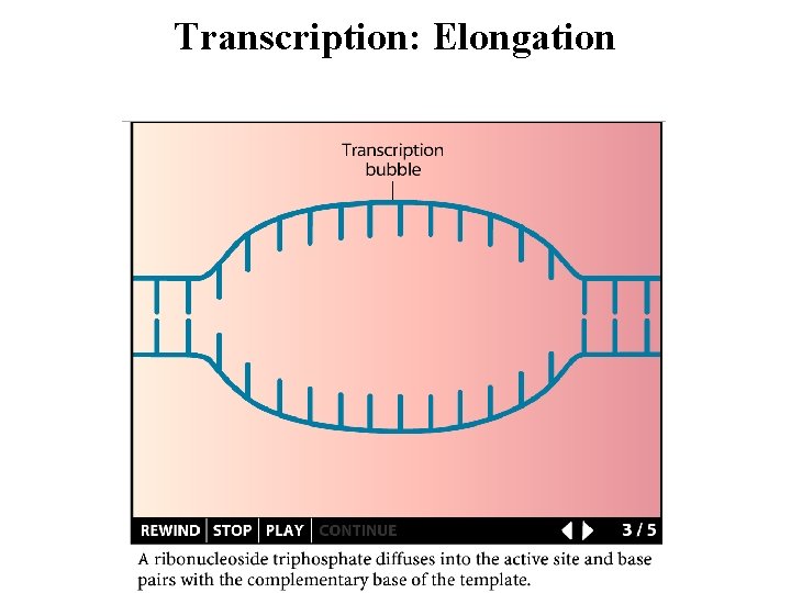 Transcription: Elongation 