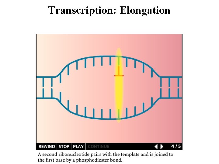 Transcription: Elongation 